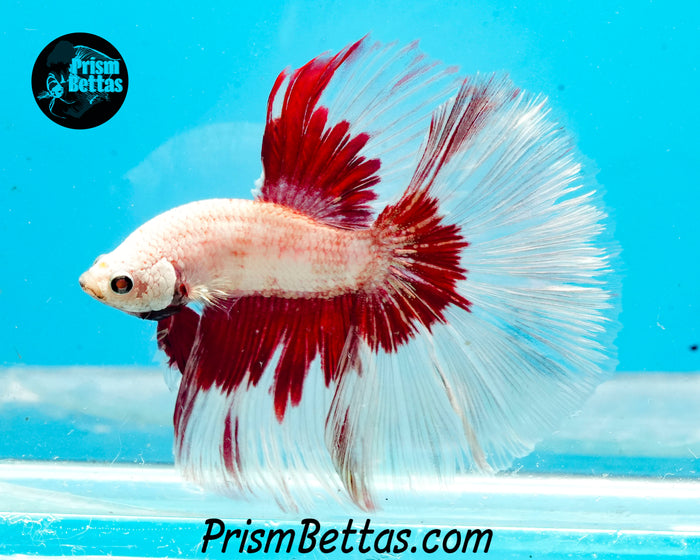 Red Dragon Butterfly Halfmoon Male
