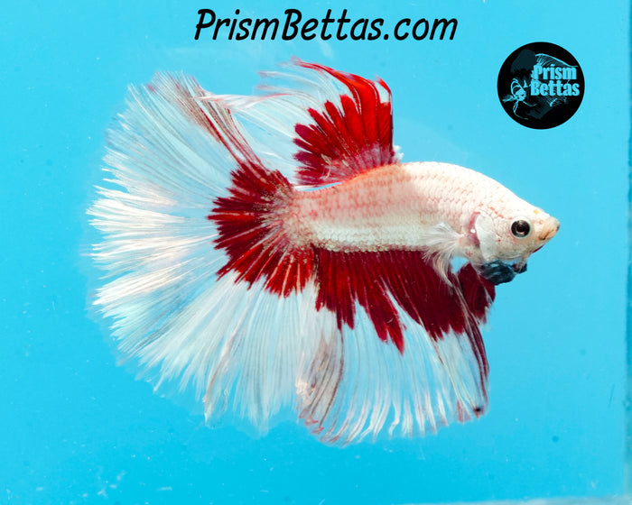 Red Dragon Butterfly Halfmoon Male