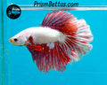 Red Dragon Halfmoon Male
