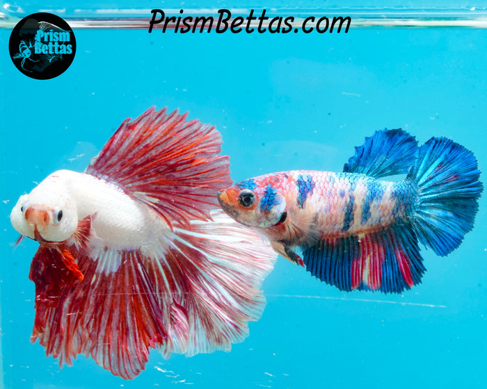 Red Dragon Halfmoon Male