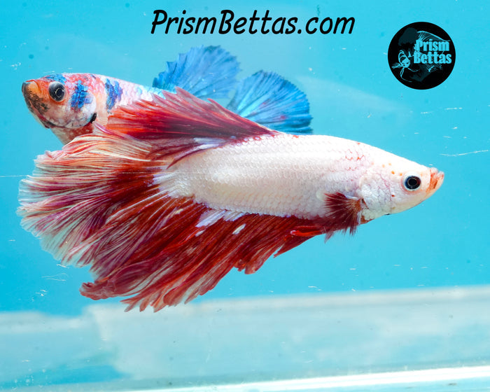 Red Dragon Halfmoon Male