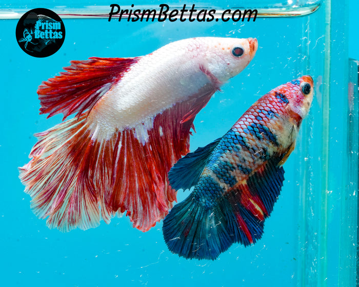 Red Dragon Halfmoon Male