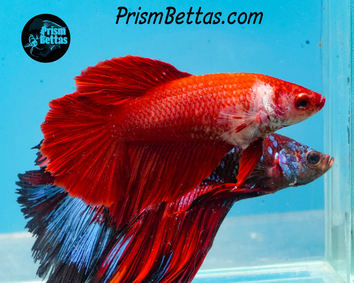 Red Halfmoon Female