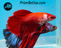 Red Halfmoon Female