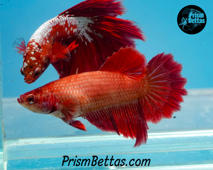 Red Halfmoon Female
