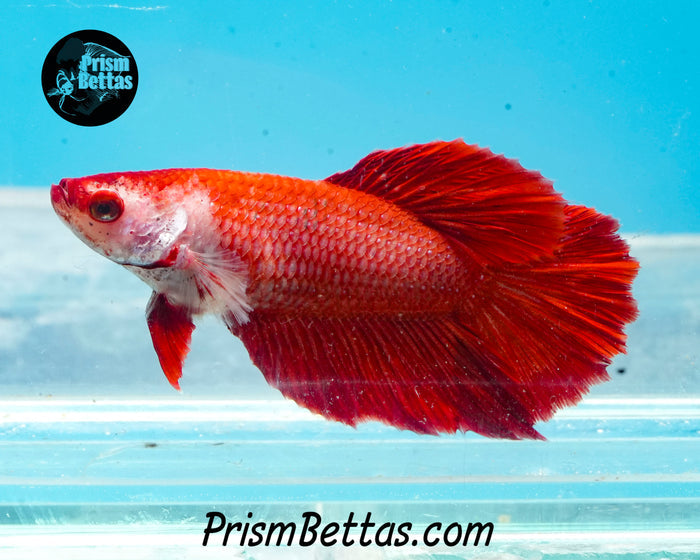 Red Halfmoon Female