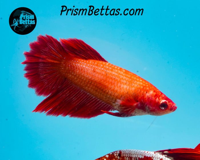 Red Halfmoon Female