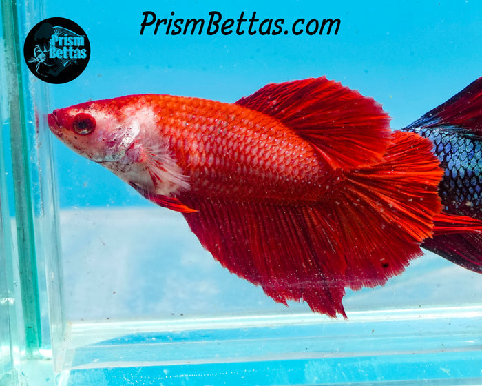 Red Halfmoon Female