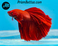 Red Halfmoon Male