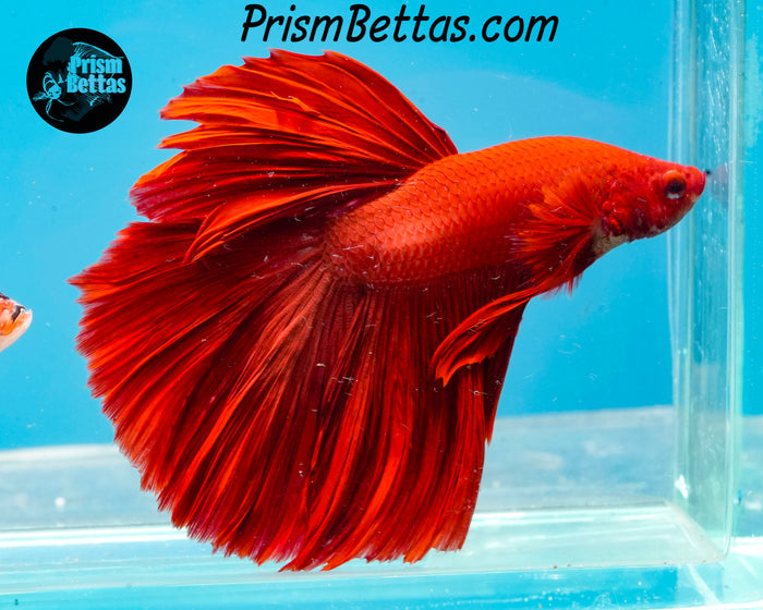 Red Halfmoon Male
