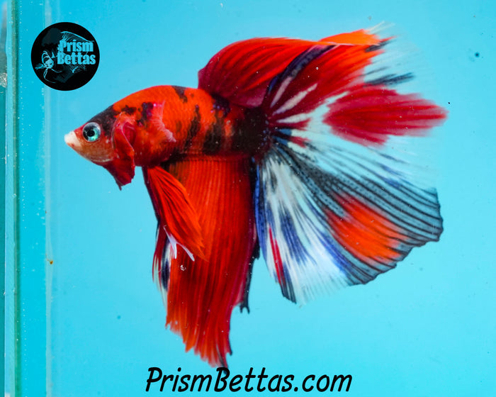 Red Koi Halfmoon Male