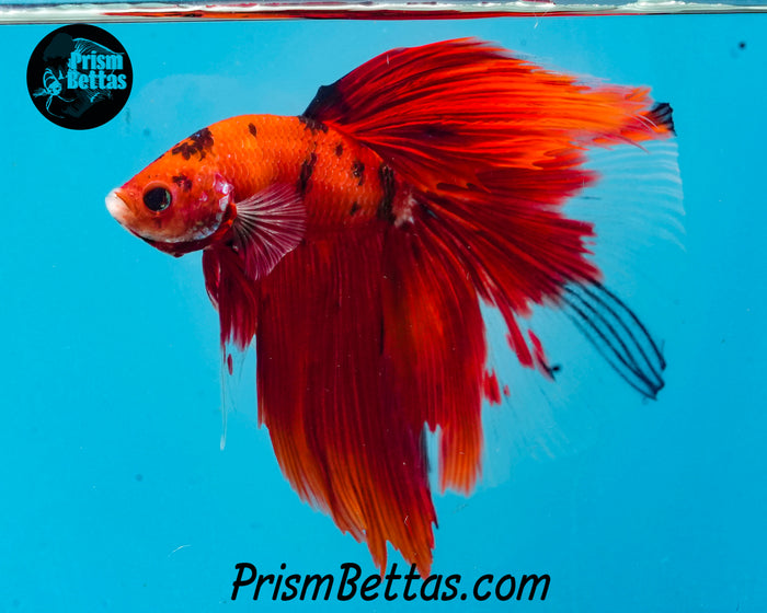 Red Koi Halfmoon Male
