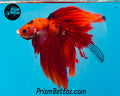 Red Koi Halfmoon Male