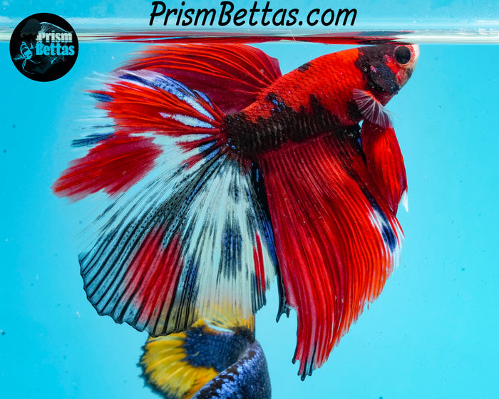 Red Koi Halfmoon Male