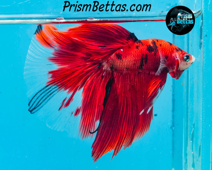 Red Koi Halfmoon Male