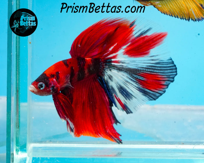 Red Koi Halfmoon Male
