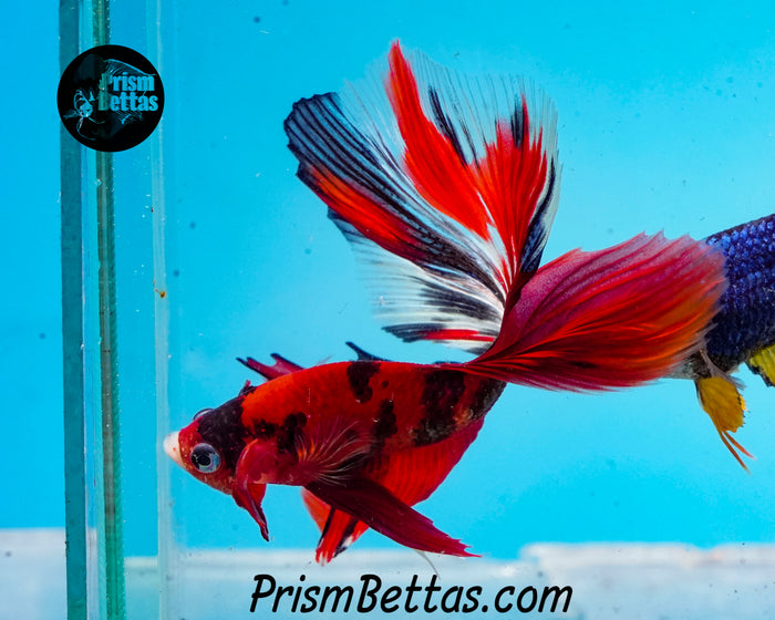Red Koi Halfmoon Male
