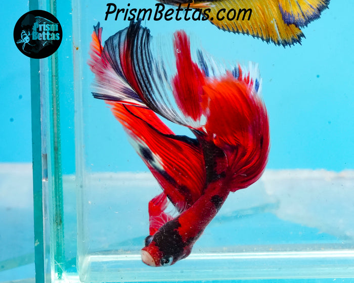 Red Koi Halfmoon Male