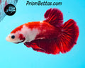 Red Koi Halfmoon Plakat Male