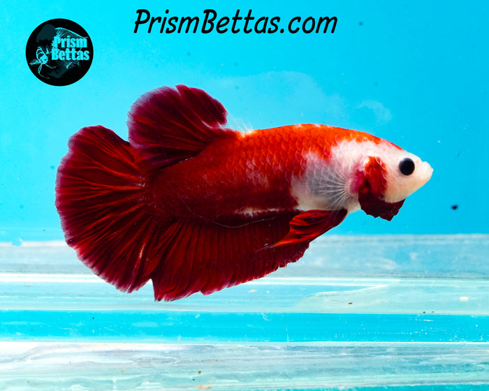 Red Koi Halfmoon Plakat Male