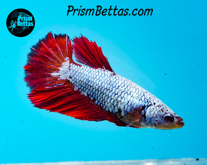 Red/blue Dragon Halfmoon Female