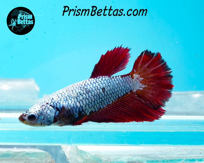 Red/blue Dragon Halfmoon Female