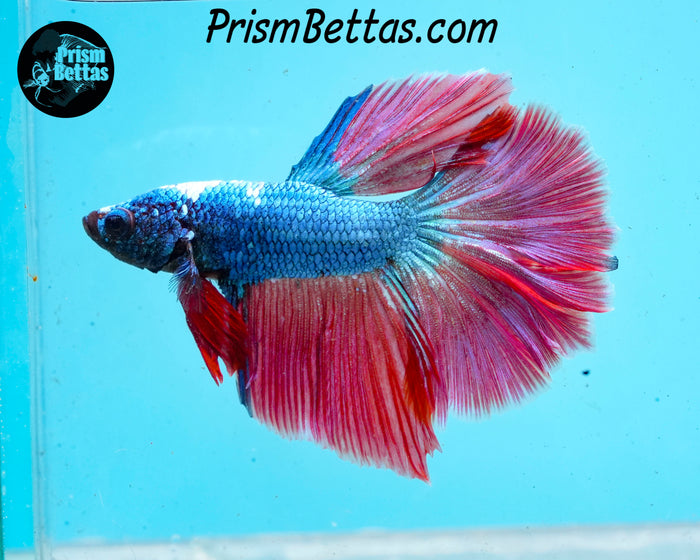 Red/blue Dragon Halfmoon Male
