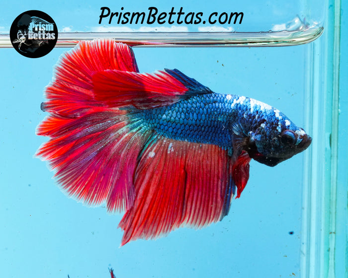 Red/blue Dragon Halfmoon Male