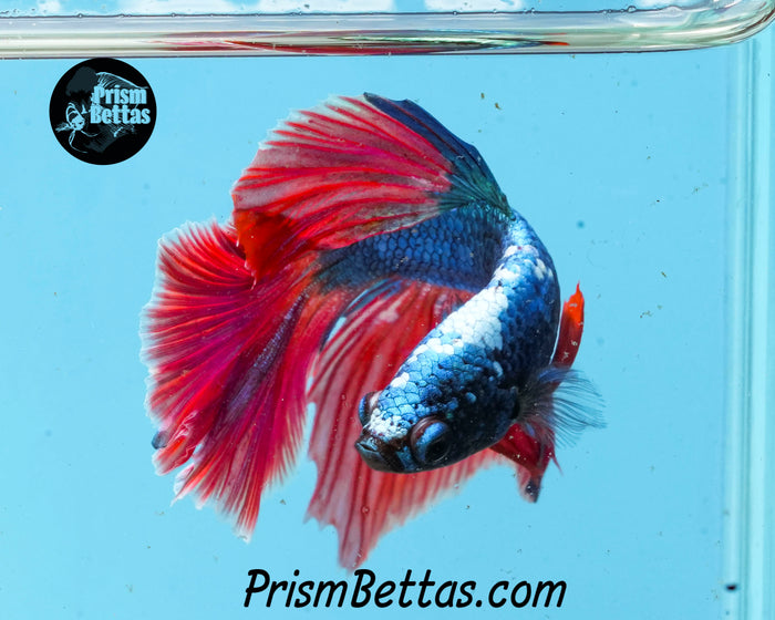 Red/blue Dragon Halfmoon Male