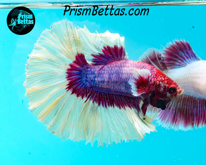 Salamander Butterfly Rosetail Halfmoon Male