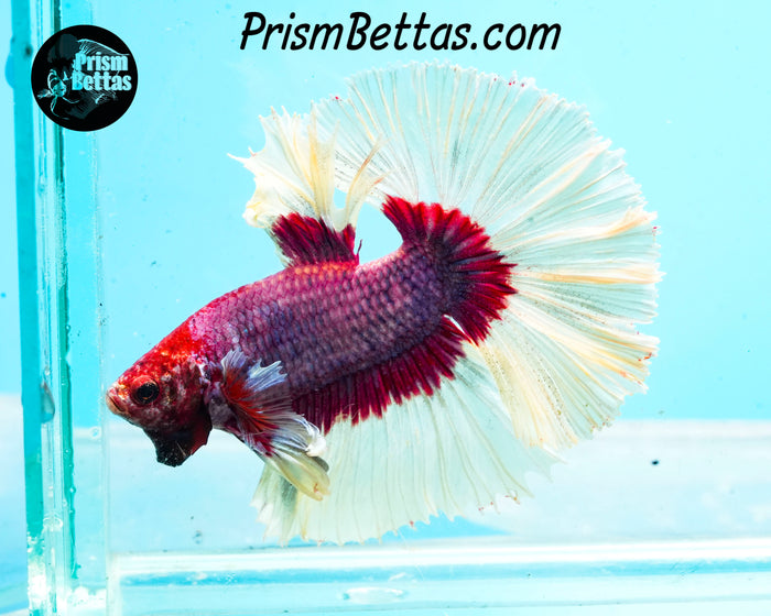 Salamander Butterfly Rosetail Halfmoon Male