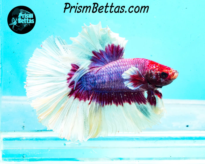 Salamander Butterfly Rosetail Halfmoon Male