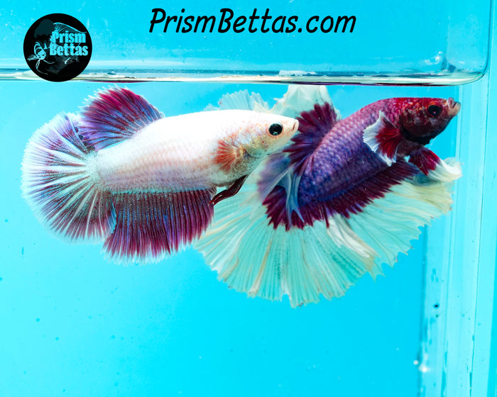 Salamander Butterfly Rosetail Halfmoon Male