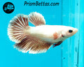Salamander Halfmoon Female