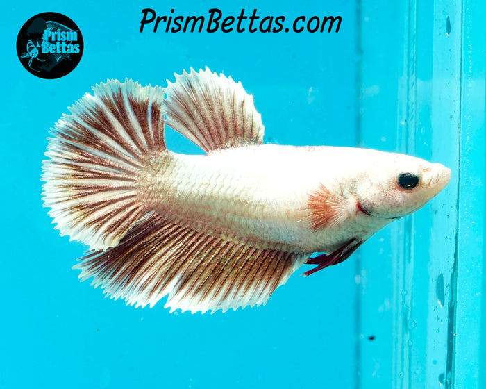 Salamander Halfmoon Female