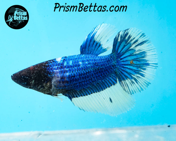 Turquoise Butterfly Halfmoon Female