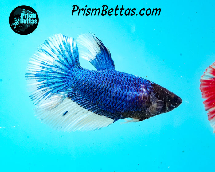 Turquoise Butterfly Halfmoon Female