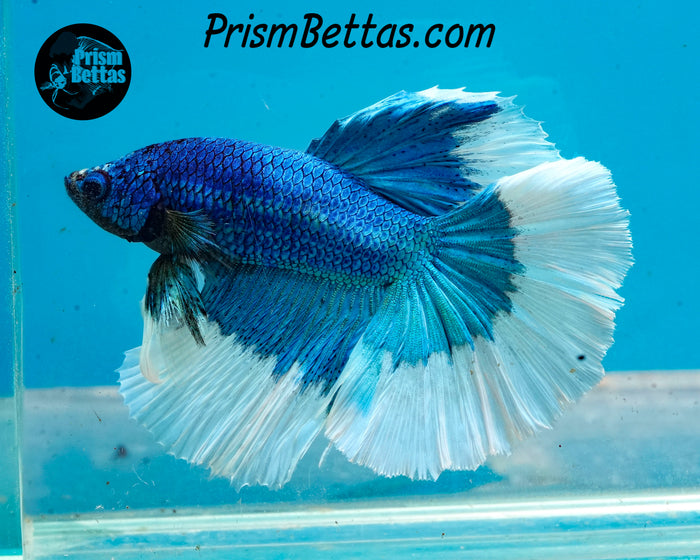 Turquoise Butterfly Halfmoon Male