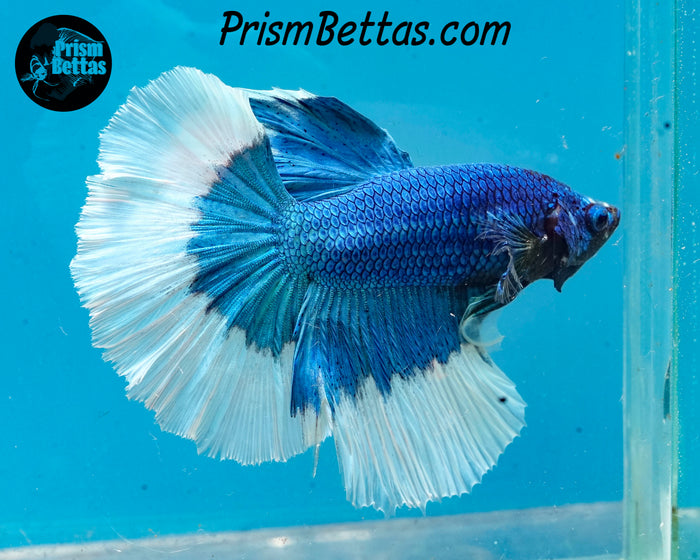 Turquoise Butterfly Halfmoon Male