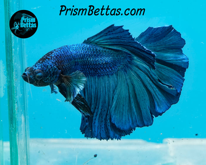 Turquoise Halfmoon Male