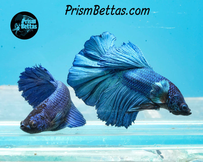 Turquoise Halfmoon Male