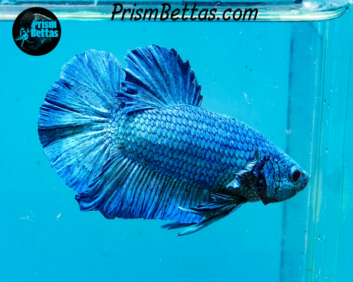 Turquoise Halfmoon Plakat Male