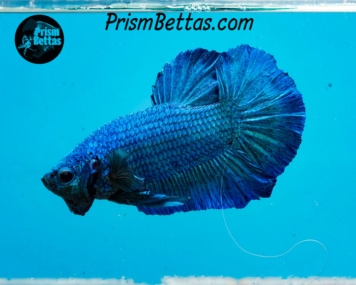 Turquoise Halfmoon Plakat Male