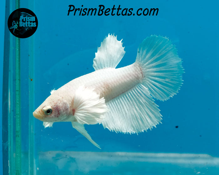 White Dumbo Halfmoon Female