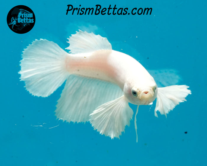 White Dumbo Halfmoon Female