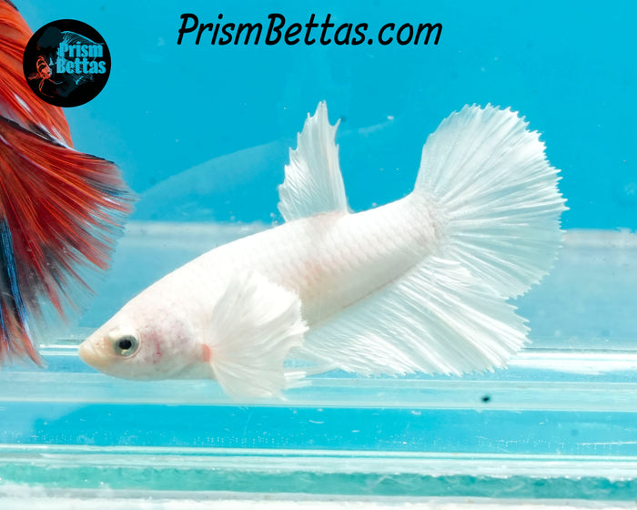 White Dumbo Halfmoon Female