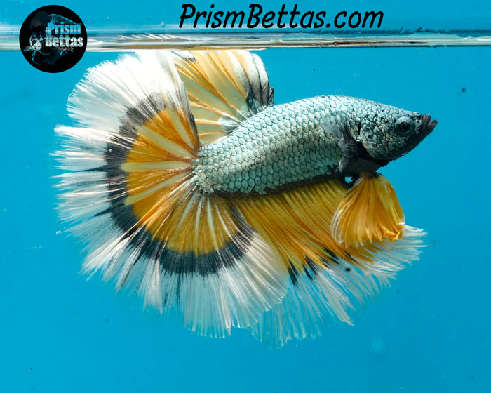 Yellow Copper Dragon Butterfly Halfmoon Male