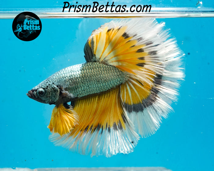 Yellow Copper Dragon Butterfly Halfmoon Male