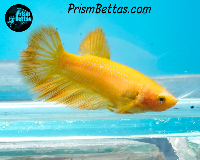 Yellow Halfmoon Female