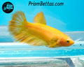 Yellow Halfmoon Female